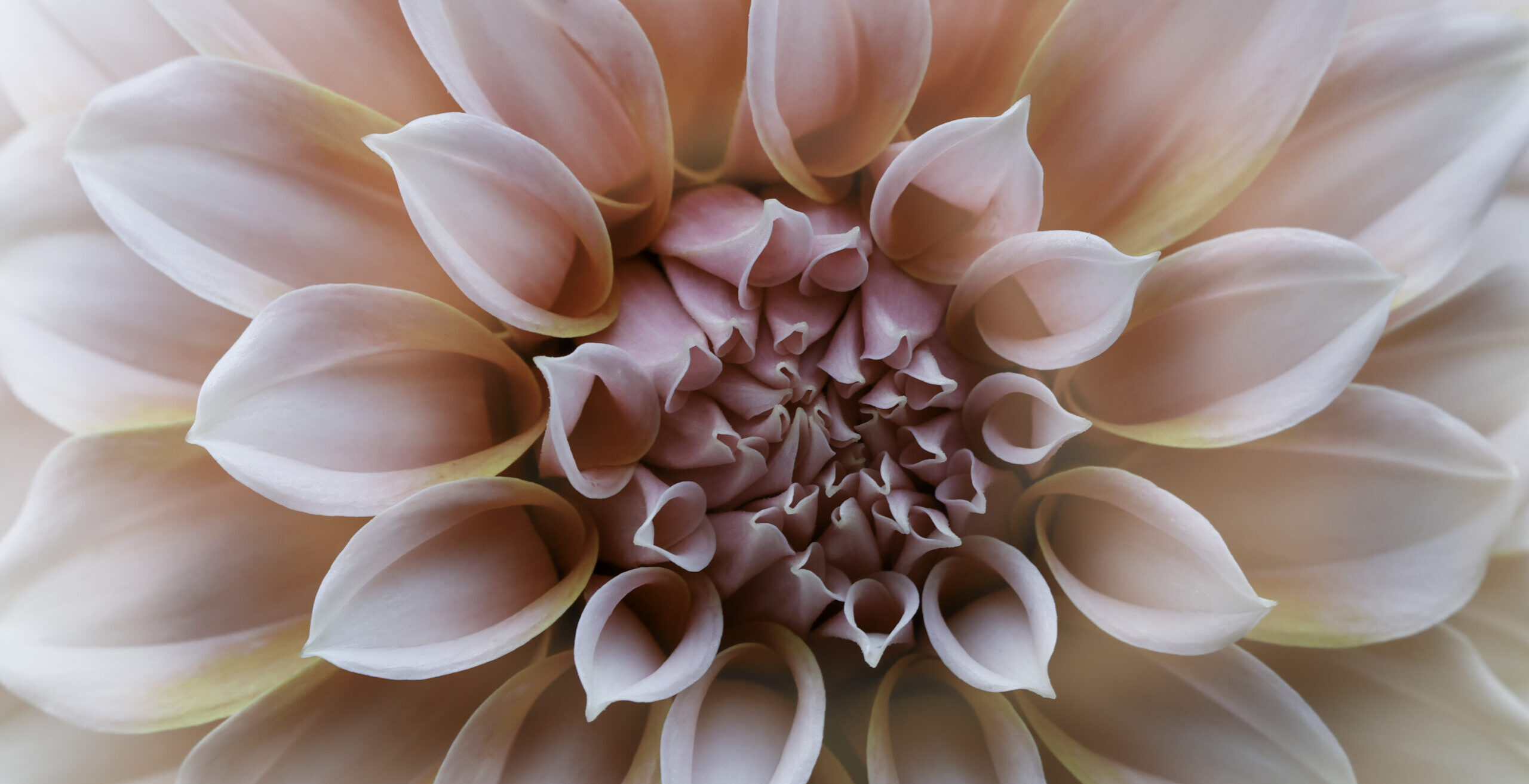 One of my favorite shots on the Dahlia Workshop